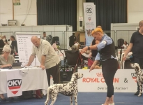 Internationale Rassehunde Ausstellung in Klagenfurt - Österreich