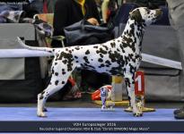 VDH Europasieger Dog Show in Dortmund - Germany