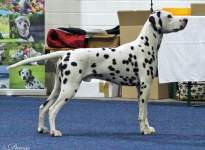 All Breeds Dog Show in Strausberg - Germany