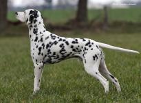Dalmatian Dog Show in Vejen - Denmark