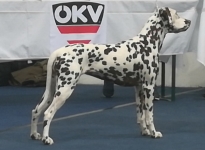 International Dog Show in Oberwart - Austria