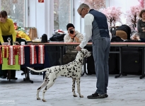Christmas Dog Show in Oer-Erkenschwick - Germany