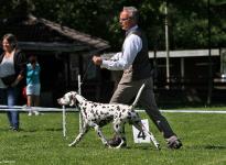 Regional Group Dog Show in Melsungen - Germany