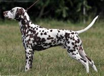 Dalmatian Dog Show in Vejen - Denmark