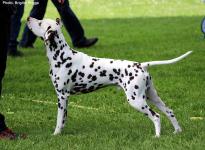 Regional Group Dog Show in Mainz-Laubenheim - Germany