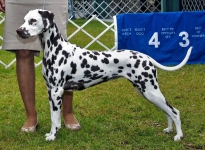 Christi ORMOND Unconditional Love for McGlade Dalmatians 12 Monate alt