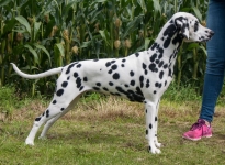 Mellanmöllan Dancing Queen
