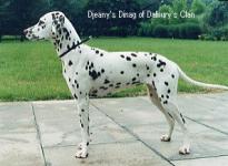 Djeany's Dinag of Dalbury's Clan