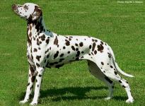 Mochaccino Dalmatian Dream 3 Jahre alt