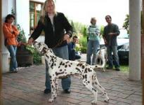 Practical Dog Handling (Individual Presentation to the breed judge)