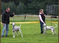 Participants trained and Mr. Lehmann led by the respective correction to the dogs
