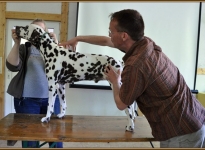 Supported by Mrs. Bäumer & Dalmatian dog Christi ORMOND Coppola (Explanation of neck length and transition to the withers)