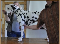 Supported by Mrs. Bäumer & Dalmatian dog Spotnik `s First Farao For Ormond (explanation of bone strength, depth of chest & Forehand)