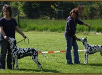 Prominent placing the dog in the show ring at the correct distance