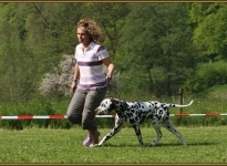 Leading the dog at the same speed at the trot properly
