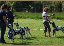Präsentes Aufstellen der Hunde im Ausstellungsring im richtigen Abstand und Versatz