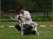 Aufstellen des Hundes im Knien mit richtiger Leinenführung