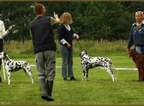 Observe first exercises in the show ring, spacing and placing of dogs