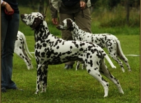 Prominent placing the dogs in the show ring at the correct distance and offset single-presentation of the dog Christi ORMOND Fascination Feeling