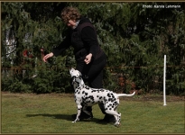 In Sping passages to control the dog and to lead in the right trot speed