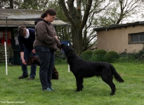 Setting up the dog where the dog handler from the front leads