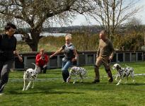 Übungen im Ausstellungsring, Abstände einhalten & Aufstellen der Hunde