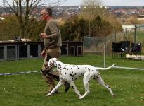 The dog as lead in racing, which is a sufficient distance from the dog handler present for curves or triangles can be run successfully
