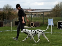 In pass-passages to control the dog and lead in the right trot speed