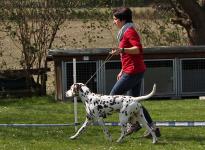 Den Hund so führen beim Laufen, dass ein ausreichender Abstand zum Doghandler vorhanden ist, damit Kurven oder Dreiecke erfolgreich gelaufen werden können