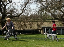 Leading the dog at the same speed at the trot properly