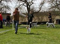 Den Hund so führen beim Laufen, das ein ausreichender Abstand zum Doghandler vorhanden ist, damit Kurven oder Dreiecke erfolgreich gelaufen werden können