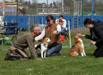 Individual training of participants, proper Motivate the dogs
