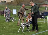 Controlled readjustment of the dog when setting up in the show ring