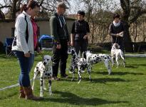 Comply exercises in the show ring, spacing & placing of dogs
