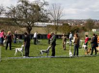 Comply exercises in the show ring, spacing & placing of dogs