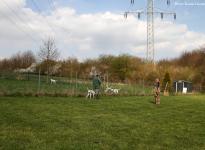 Control and correction of the dog in passing on fences