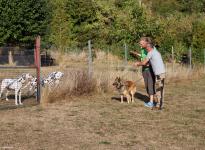 Einzelausbildung - Führung und Korrektur des Hundes beim Vorbeigehen an Gartenzäunen