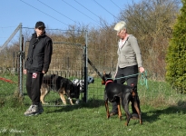 Individual training - Control and correction of the dog in passing on fences