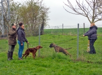 Individual training - guiding and correcting the dog as it passes garden fences