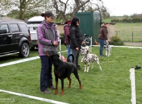 Exercises in the exhibition ring, keeping a distance & showing the dogs