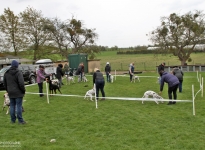Controlled correction of the dog when it is shown in the exhibition ring