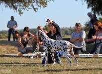 Individual training of the participants, correct positioning of the dog
