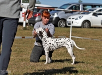 Individual training of the participants, correct positioning of the dog