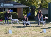 Exercises in the exhibition ring, keeping a distance & showing the dogs