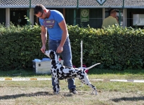 Individual training of the participants, correct motivation of the dogs