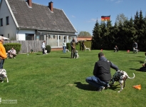 Instruction, controlled correction of the dog when he is placed in the show ring