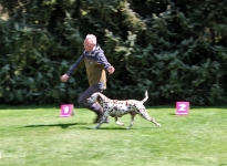 Den Hund bei gleichbleibender Geschwindigkeit im Trab richtig zu führen