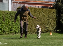 Leading the dog correctly at a steady pace at a trot
