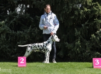 Positioning the dog in which the dog handler leads from the side