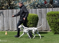 Leading the dog correctly at a steady pace at a trot